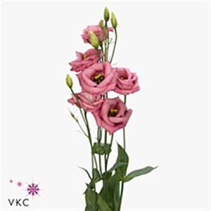 LISIANTHUS ROSITA HOT PINK 75
